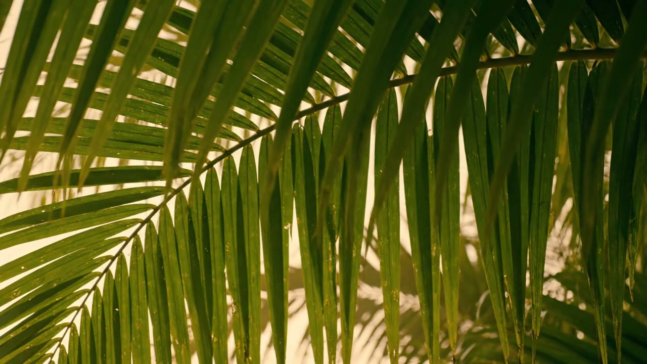 Warm morning sunlight filtering through gently swaying green palm fronds